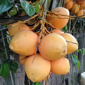 海南兄弟口中的原汁原味椰岛——蜈支洲岛，邓小平爷爷的临摹板