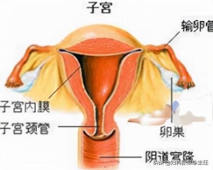 不孕不育_不孕不孕哪家医院好_不不育不孕