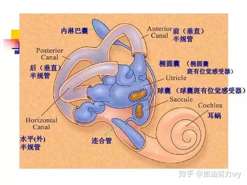 麻省医院眼耳科研究人员：前庭系统如何收集信息