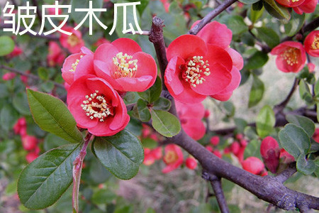 明星_明星植发_明星代言费
