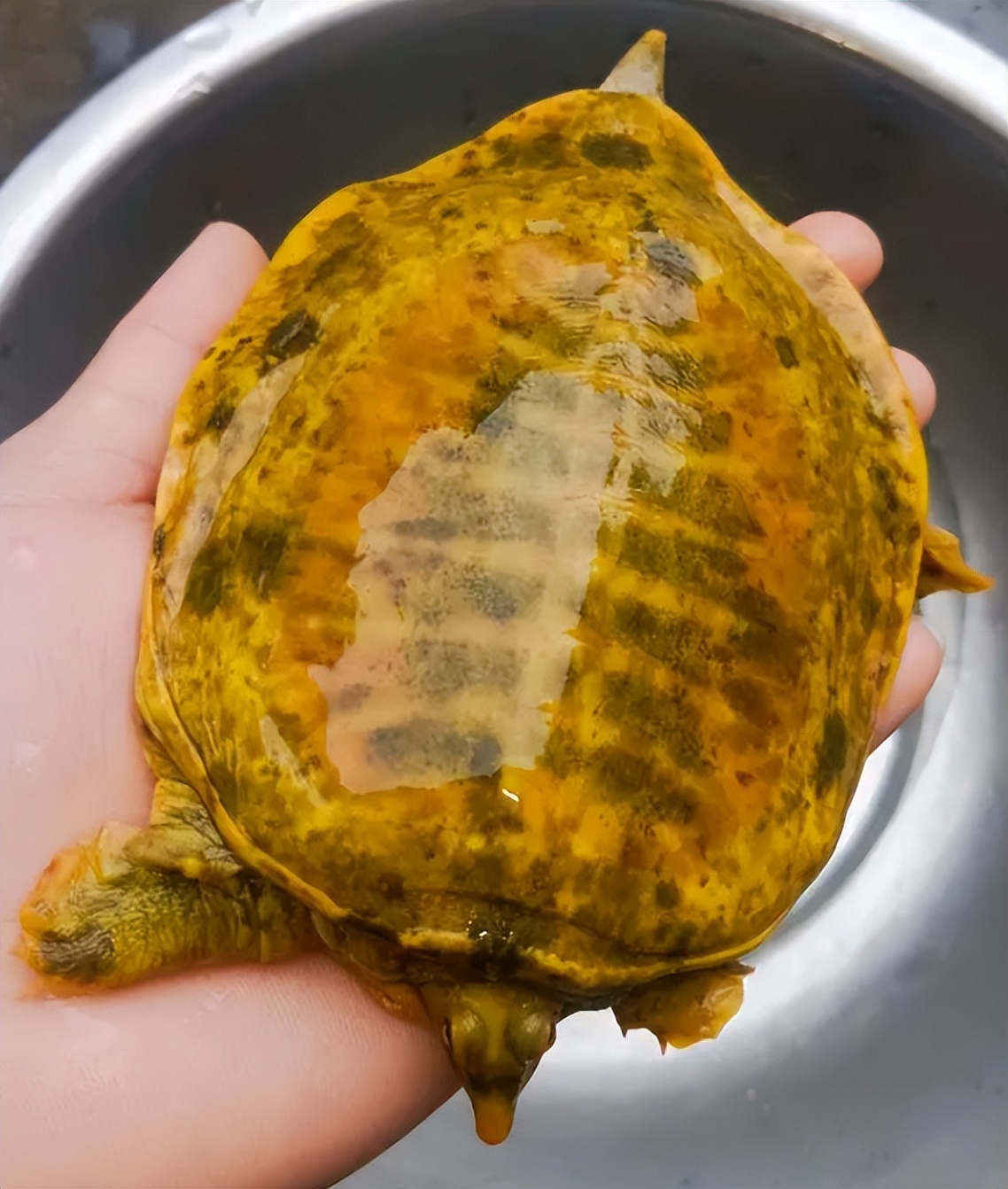 风水堂：梦见鳖甲鱼是什么意思？